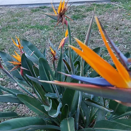 Apartamento Mediterranee Paradise *